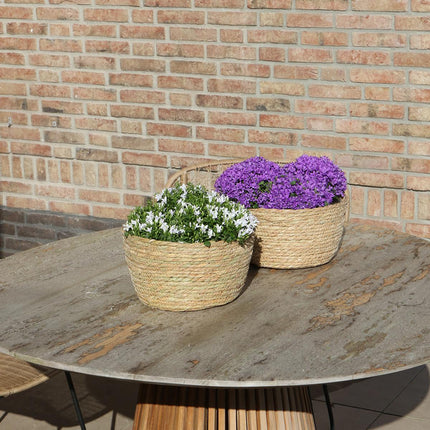 Campanula Addenda Ambella Intense purple - Ciotola in vimini con campanula e sistema di irrigazione - 3 pezzi - Campanula viola - Ø12cm - per interni ed esterni