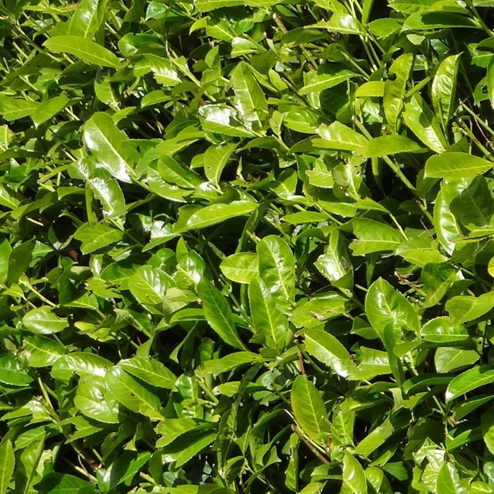 Grote Laurierkers Rotundifolia voor 10 strekkende meter haag - 12L - 25x - ↕100-125 cm
