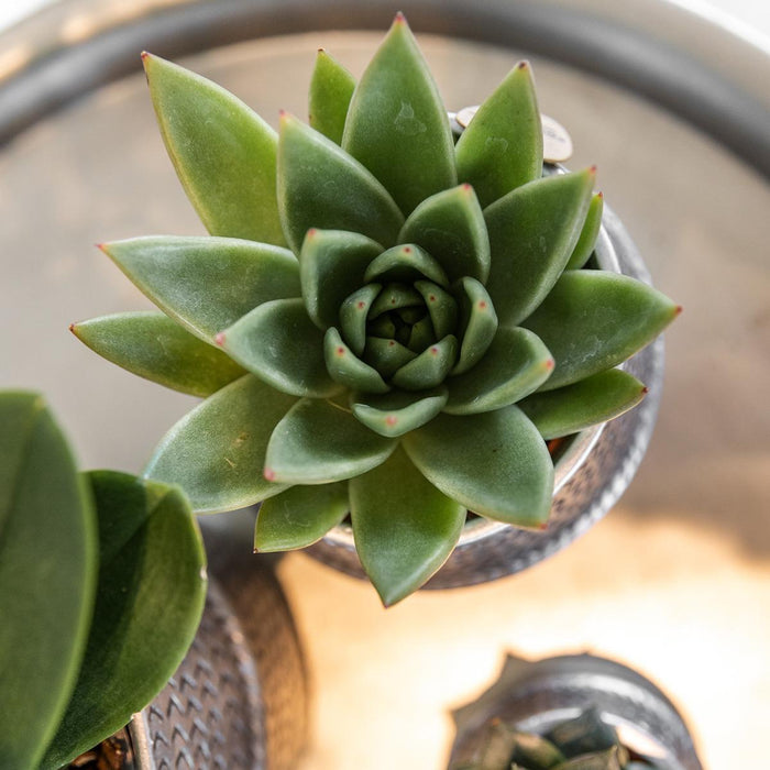 Vetplanten set van 2 planten in zilveren groove sierpotten - keramiek - Ø9cm - Kolibri Greens