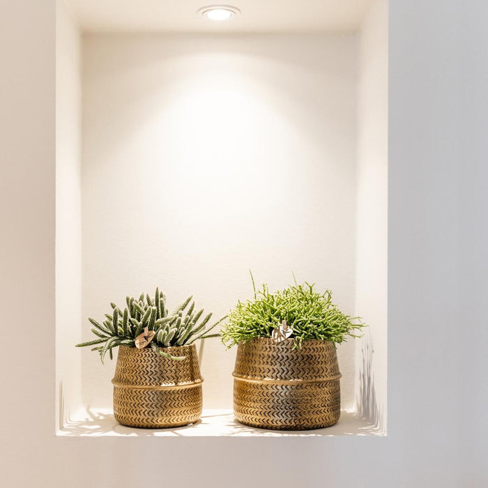 Vetplanten set van 2 planten in gouden groove sierpotten - keramiek - Ø9cm - Kolibri Greens