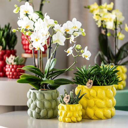 Kolibri Home | Green citrus pot - Ø9cm