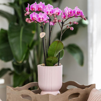 Orquídea Phalaenopsis rosa púrpura - El Salvador + Diabolo rosa - Ø9cm - Planta de interior con flores