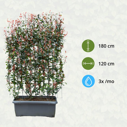 Photinia Fraseri 'Carré Rouge' - Glansmispel - Færdiglavet hæk - 120 x 120 x 180 cm