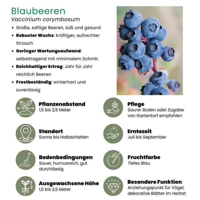 Bosbessenplanten - Vaccinium Corymbosum - Biologisch - ↕20cm - Ø13cm - 6x