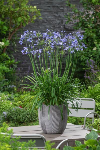 Agapanthus - Afrikaanse Lelie - Blauwe bloemen