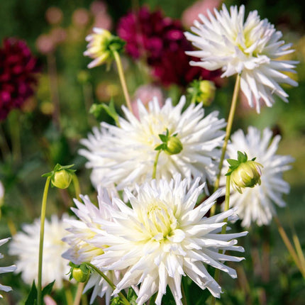 Bulbos de dahlia | 12 tubérculos de dahlia Playa Blanca para 2 m², flores con forma de cactus