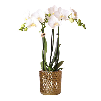 Storczyk Phalaenopsis biały – Amabilis + doniczka dekoracyjna Diamond w kolorze złotym – Ø9cm – ↕40cm - Kwitnąca roślina doniczkowa w doniczce