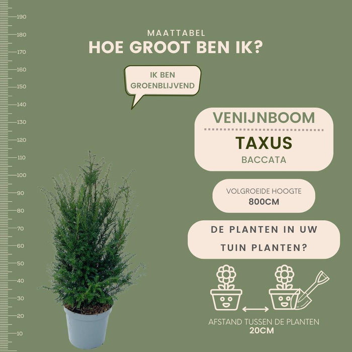 Grote taxus planten voor 10 strekkende meter haag - 12L - 25x - ↕80-100 cm