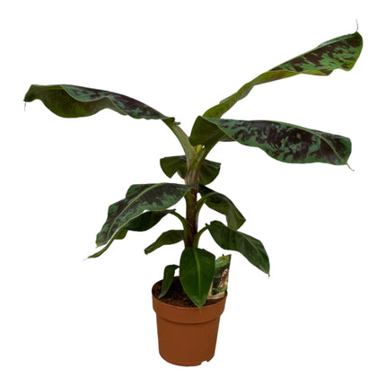 Bananenplant (Musa) - ↕80cm - Ø19cm