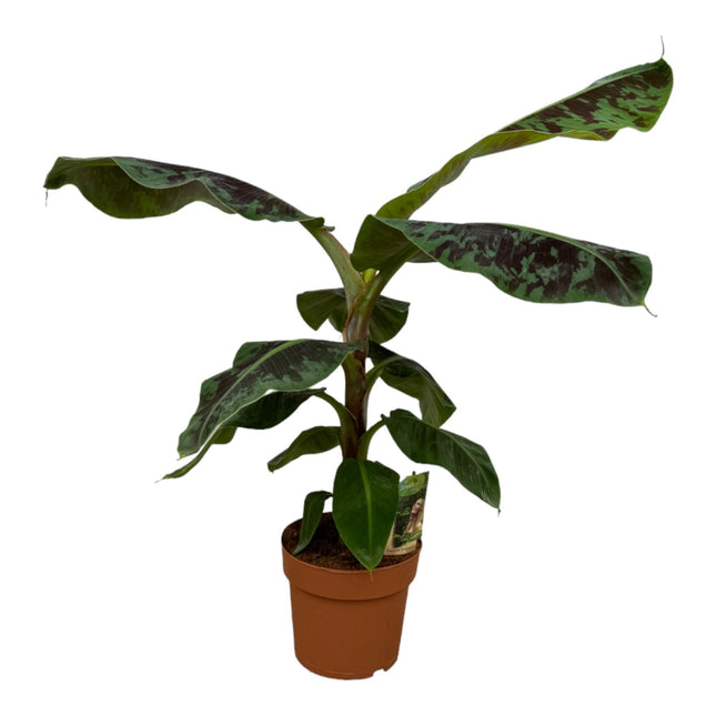 Pianta di banano (Musa) - ↕80cm - Ø19cm