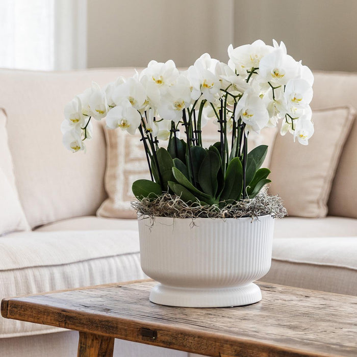 Kolibri Home | Diabolo white dish