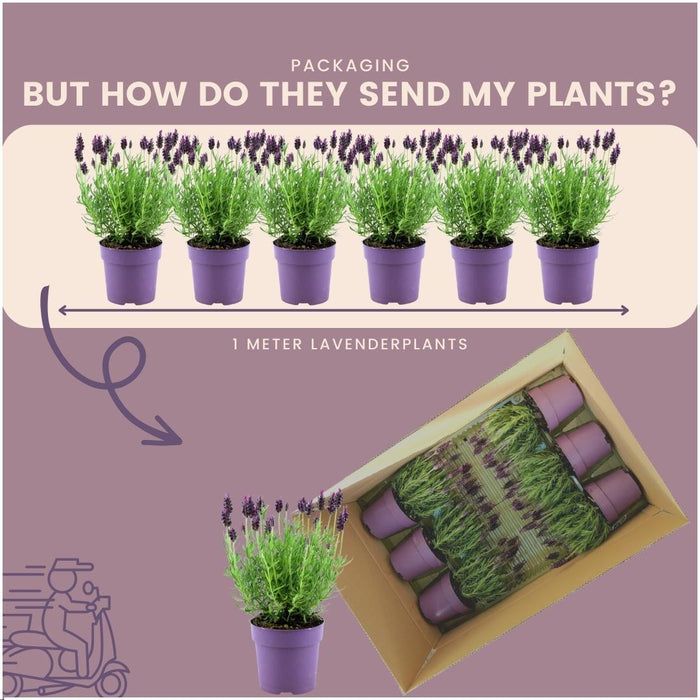 Lavandula stoechas Anouk® - Ø12cm - Franse Lavendels - 6x
