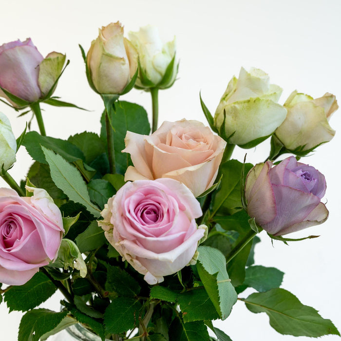 Letterbox Roses Sweet Pink - ↕35cm