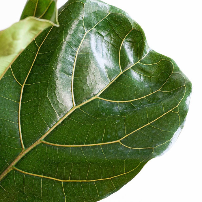Ficus Lyrata XL met mand Torun - ↕140cm - Ø27cm