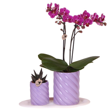 Optimismus kleines Flieder-Geschenkset | Grüne Pflanze mit orangefarbener Phalaenopsis-Orchidee in dekorativen Candy-Töpfen auf einem weißen Bio-Tablett