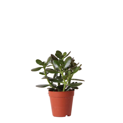 Crassula Ovata - Sukkulente - Ø9cm - Kolibri Greens