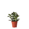 Miniplantas