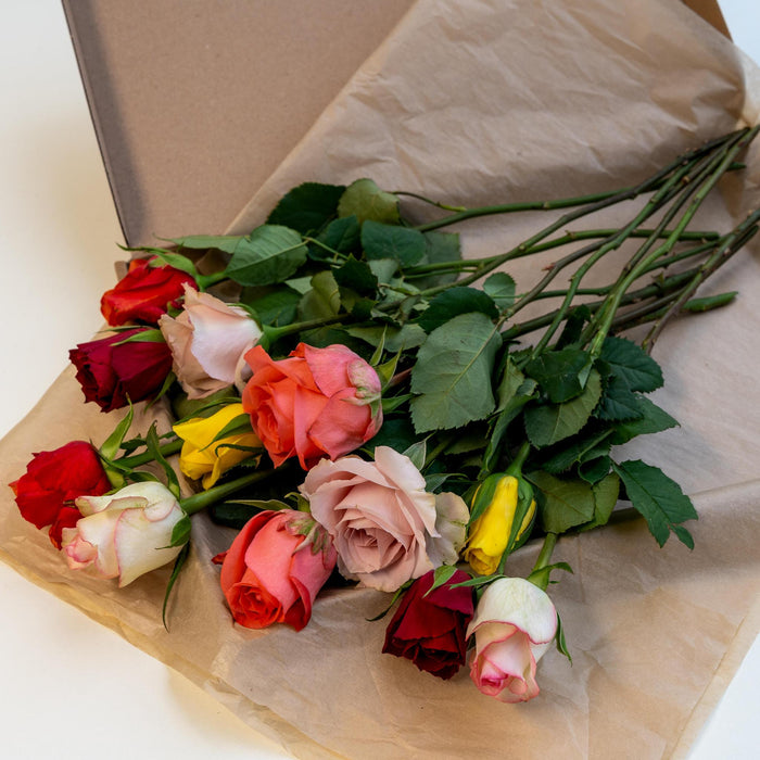 Letterbox Roses Mixed Colors - ↕35cm