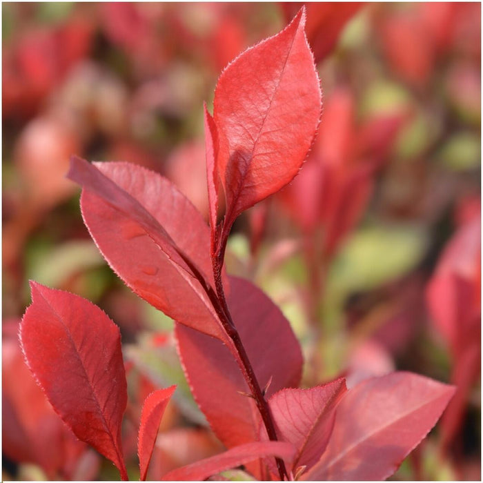 Glansmispel haag - Photinia fraseri 'Little Red Robin' - 1 meter - Set van 6 winterharde haagplanten - Groenblijvende haag