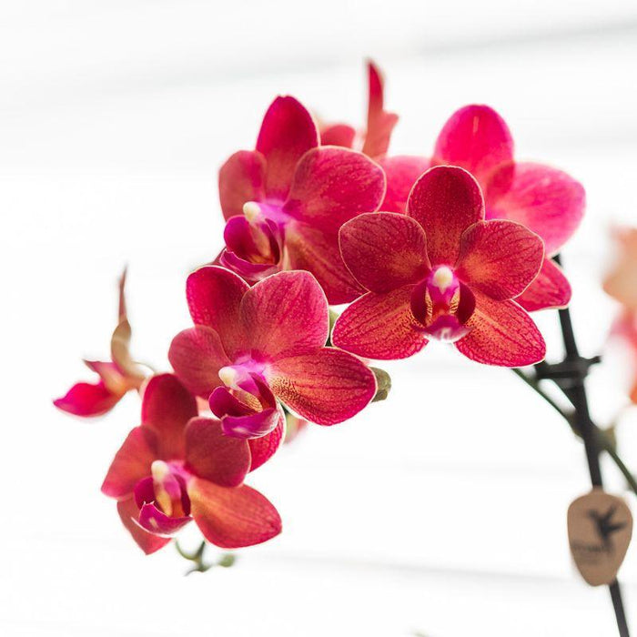 Rode Phalaenopsis orchidee - Congo + Diabolo travertine - Ø9cm - Bloeiende kamerplant