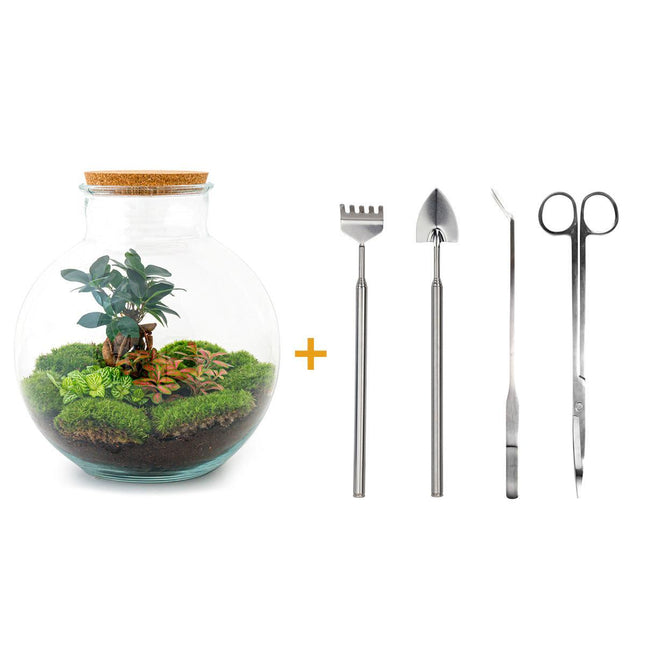 Terrario fai da te - Bonsai Bolder Bob - ↕30cm - Rastrello + Pala + Pinzette + Forbici