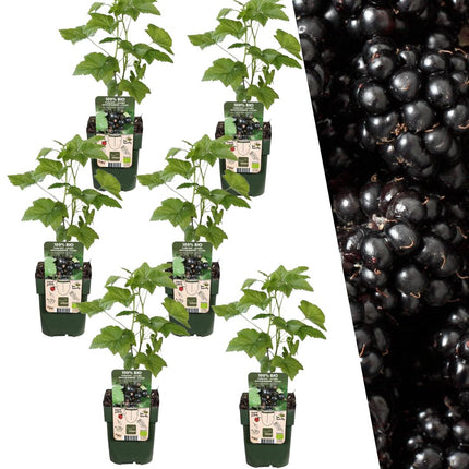 Bio-Brombeerpflanzen – Rubus fruticosus – ↕20 cm – Ø13 cm – 6 Stück