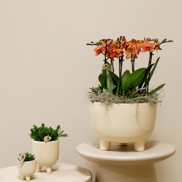 Oranje plantenset in Gummy dish incl. waterreservoir - Drie oranje orchideeën en drie groene planten Rhipsalis | Jungle Bouquet oranje met zelfvoorzienend waterreservoir