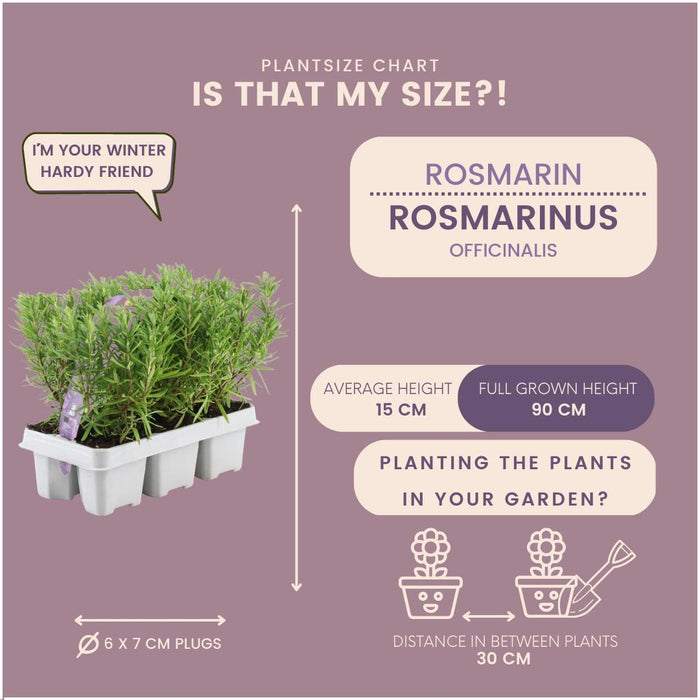 Rosmarinus Officinalis - ↕20cm - Ø7cm - 4x6 pack - 24x