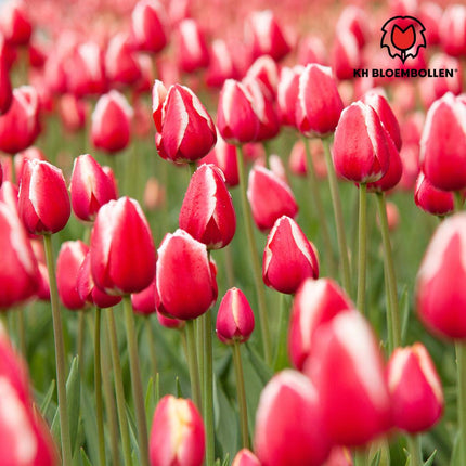 Candy Apple Delight - Tulipanløg - 20 stk. - Blomsterløg