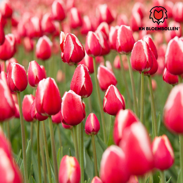 Mela caramellata - Bulbi di tulipano - 20 pezzi - Bulbi di fiori