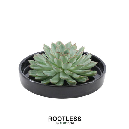 ROOTLESS Succulent Echeveria Pulidonis in 'black' bowl - ↕5cm - Ø20cm