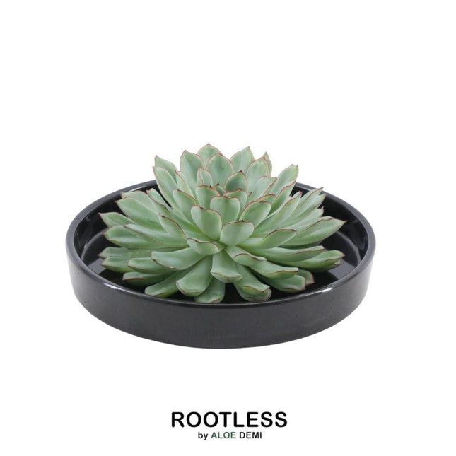 Suculenta sin raíces Echeveria Pulidonis en maceta negra - ↕5cm - Ø20cm