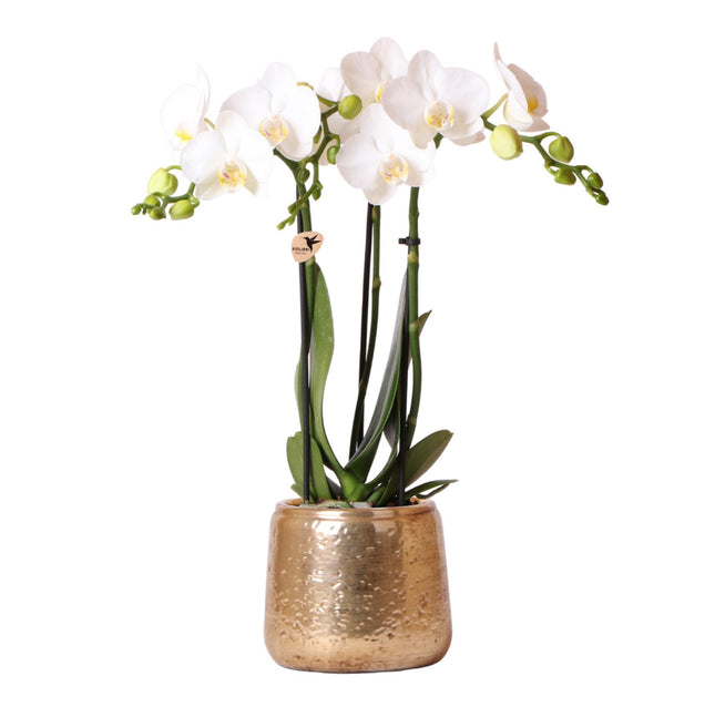 Orchidea Phalaenopsis bianca – Amabilis + Vaso decorativo di lusso color oro – Ø9cm – ↕40cm - Pianta da interno fiorita in vaso