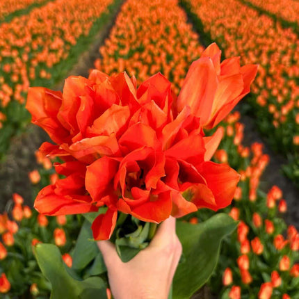 Bulbes de fleurs Amsterdam - Orange Emperor - 15 bulbes - Calibre 12+