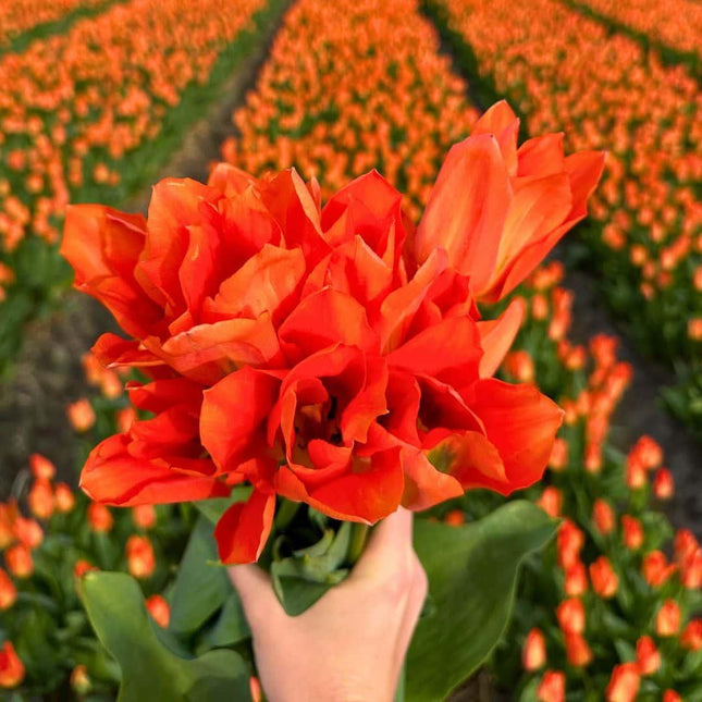 Flowerbulbs Amsterdam - Orange Emperor - 15 bulbi - Misura 12+