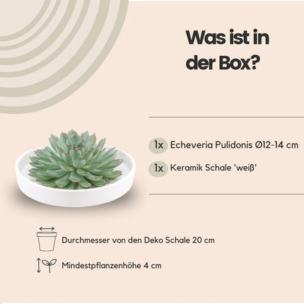 ROOTLESS Succulent Echeveria Pulidonis in 'white' bowl - ↕5cm - Ø20cm