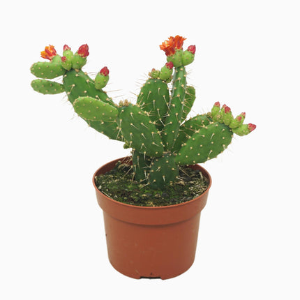 Opuntia quitensis - in terracotta pot - Ø12cm