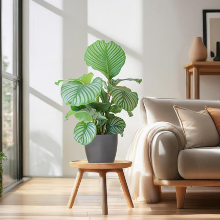 Calathea Orbifolia med Viber grå - ↕65cm - Ø21cm