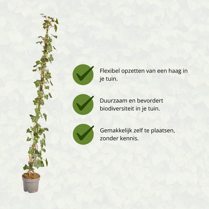 Hedera Hibernica - Ivy - Stalked - ↕125-150 cm