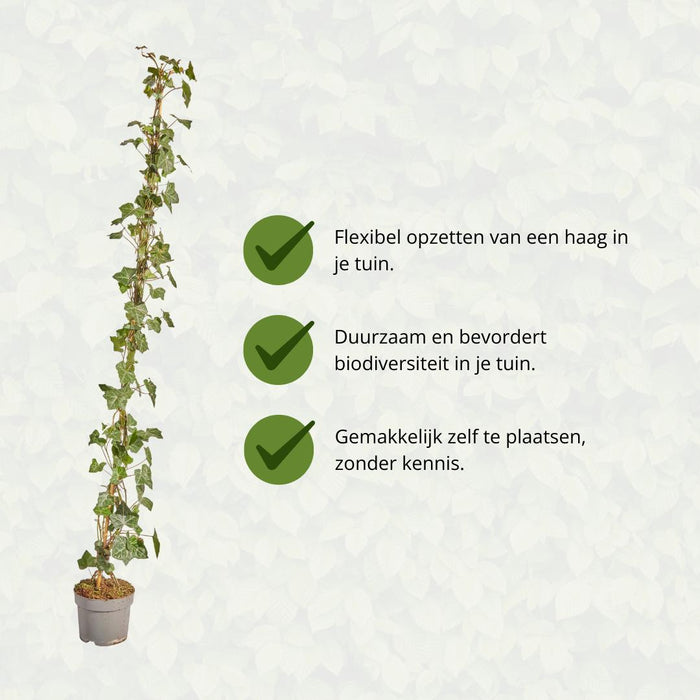 Hedera Hibernica - Klimop - Gestokt - ↕125-150 cm