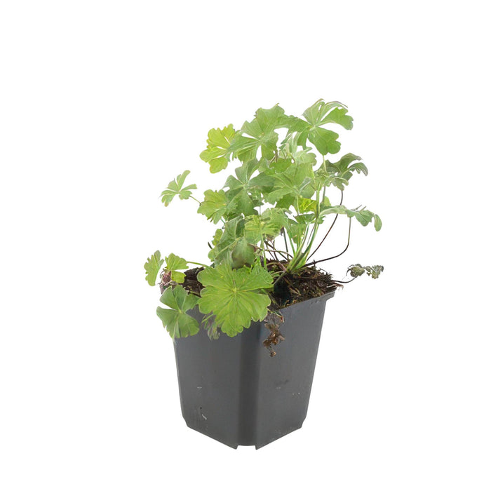 Geranium cantabrigiense 'Biokovo' - ↕10-25cm - Ø9cm  - 40x