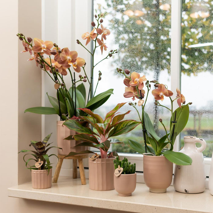 Kolibri Home | Glazed bloempot - Zandkleurige keramieken sierpot met glans - Ø12cm
