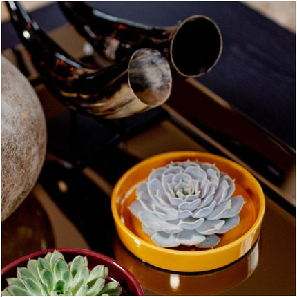 ROOTLESS Succulent Echeveria Lilacina in 'yellow' bowl - ↕5cm - Ø20cm