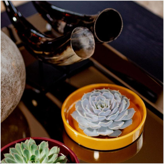 Suculenta sin raíces Echeveria Lilacina en maceta amarilla - ↕5cm - Ø20cm