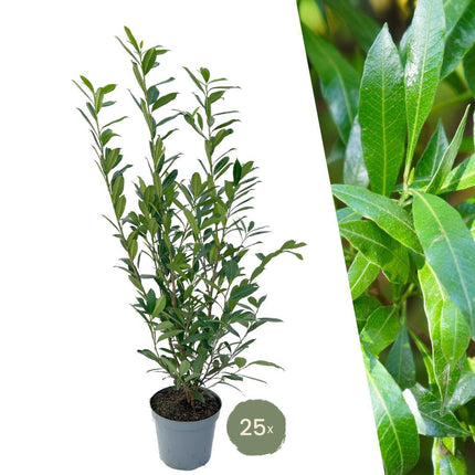 Grands plants de laurier-cerise Caucasica pour 10 mètres linéaires de haie - 12L - 25x - ↕100-125 cm
