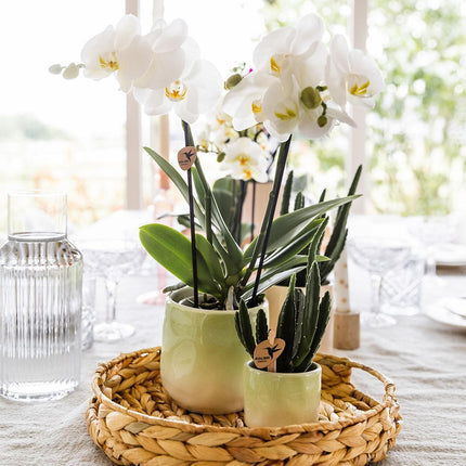 Hummingbird Home | Dekorativer Übertopf Gradience – Grün – Ø 9 cm