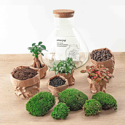 Sam XL Bonsai – DIY-Terrarium – ↕32 cm