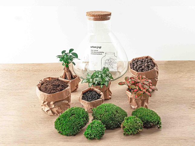 Sam XL Bonsai - Terrario DIY - ↕32cm