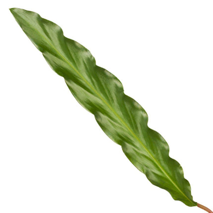 Calathea Elgergrass - ↕70cm - Ø17cm