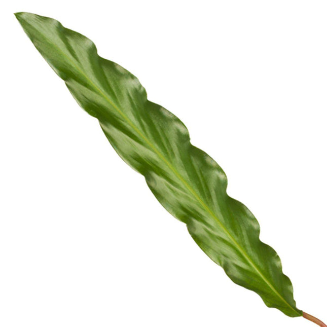 Calathea Elgergrass - ↕70cm - Ø17cm